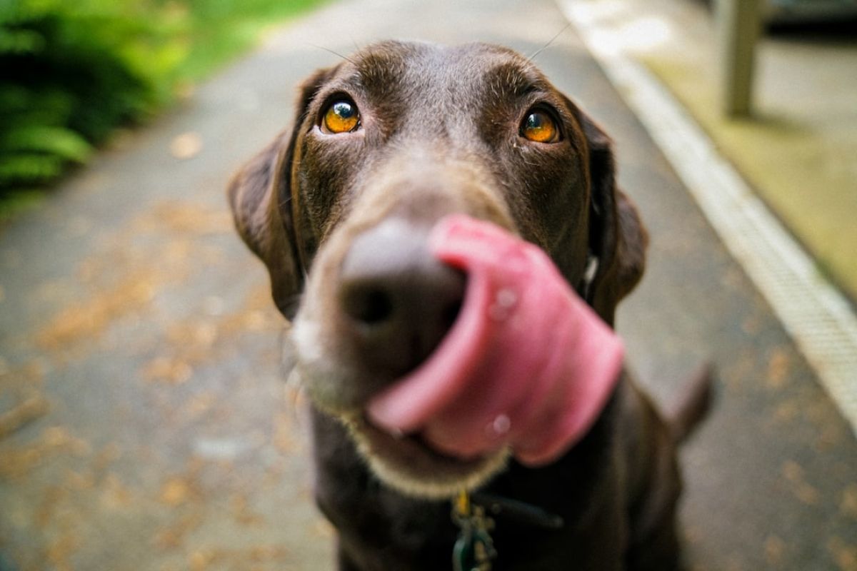 Taxe chiens : ce que les propriétaires doivent savoir